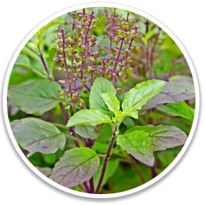 holu basil